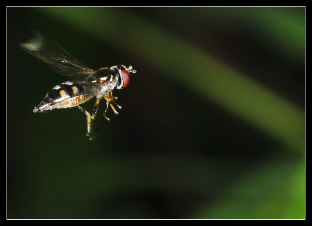 Galleria di insetti in volo